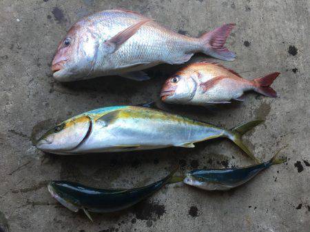 長栄丸(千葉) 釣果