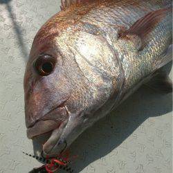 マタウマリンサービス 釣果