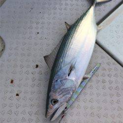 マタウマリンサービス 釣果