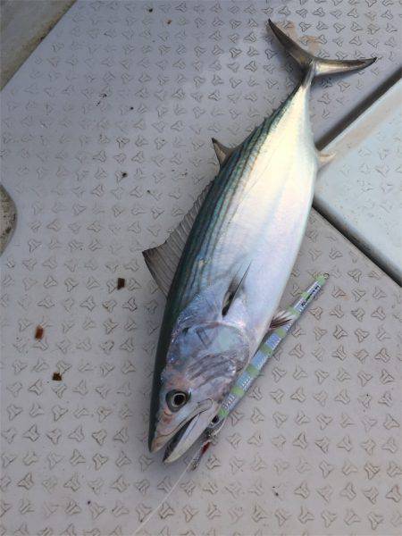 マタウマリンサービス 釣果