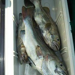 モンロー号 釣果