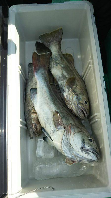 モンロー号 釣果