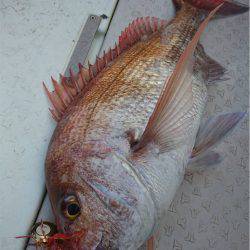 マタウマリンサービス 釣果