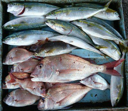 明神釣船 釣果