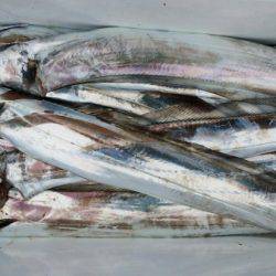 オーフリー 釣果