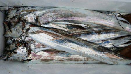 オーフリー 釣果