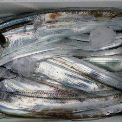 オーフリー 釣果