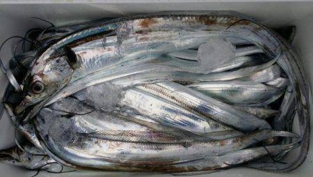 オーフリー 釣果