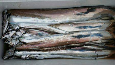 オーフリー 釣果