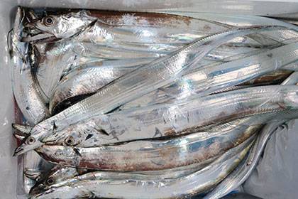 松本釣船２ 釣果