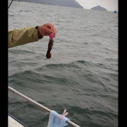 内浜丸 釣果