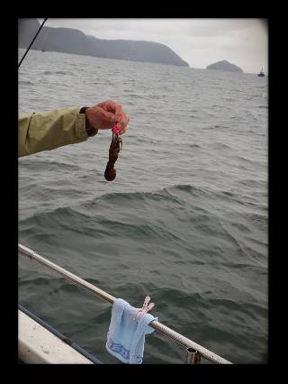 内浜丸 釣果