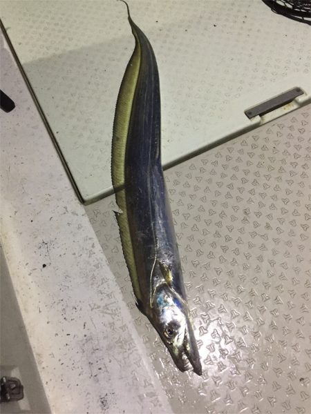 マタウマリンサービス 釣果