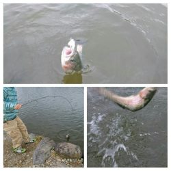 みどりフィッシングエリア 釣果