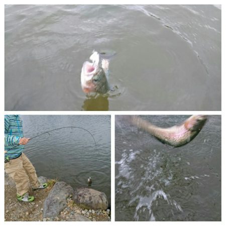 みどりフィッシングエリア 釣果