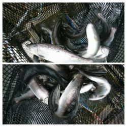 みどりフィッシングエリア 釣果