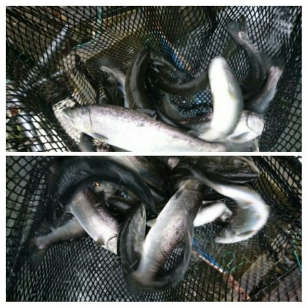 みどりフィッシングエリア 釣果