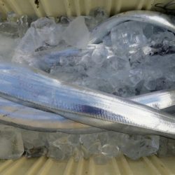 オーフリー 釣果