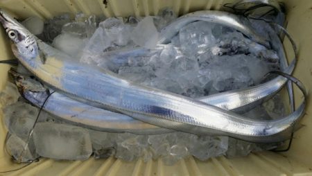 オーフリー 釣果