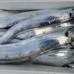 オーフリー 釣果