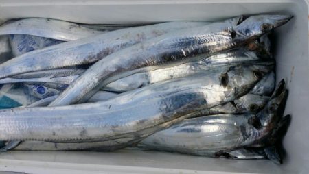 オーフリー 釣果