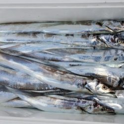 オーフリー 釣果