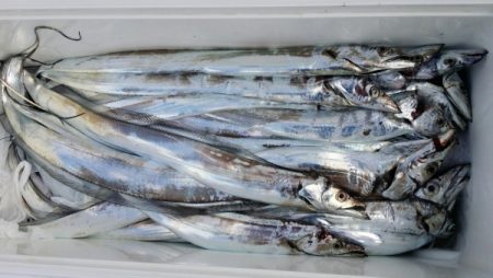 オーフリー 釣果