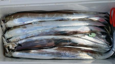 オーフリー 釣果