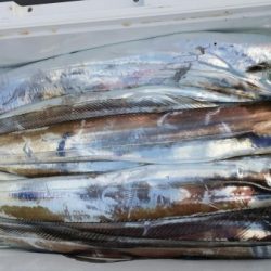 オーフリー 釣果