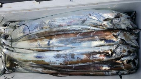 オーフリー 釣果