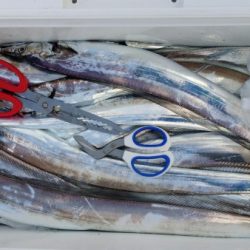 オーフリー 釣果