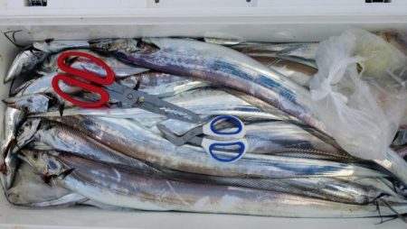 オーフリー 釣果