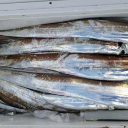 オーフリー 釣果