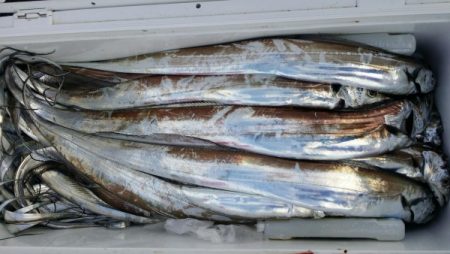 オーフリー 釣果