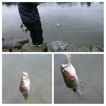 みどりフィッシングエリア 釣果