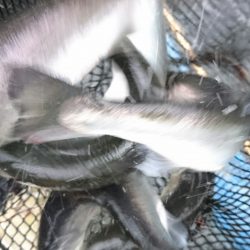 みどりフィッシングエリア 釣果