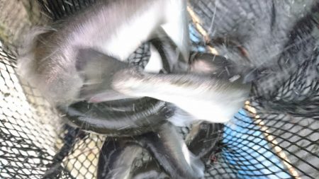 みどりフィッシングエリア 釣果