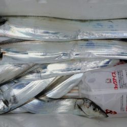 オーフリー 釣果