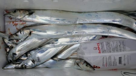 オーフリー 釣果