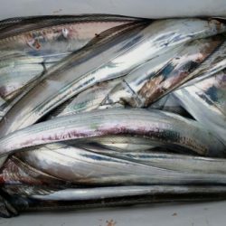 オーフリー 釣果