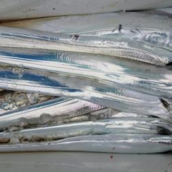 オーフリー 釣果