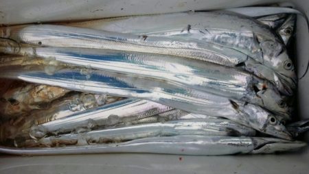 オーフリー 釣果