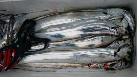 オーフリー 釣果