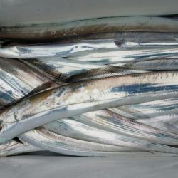 オーフリー 釣果