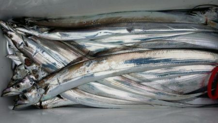 オーフリー 釣果