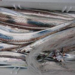 オーフリー 釣果