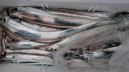 オーフリー 釣果