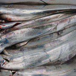 オーフリー 釣果