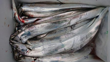 オーフリー 釣果