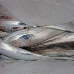 オーフリー 釣果